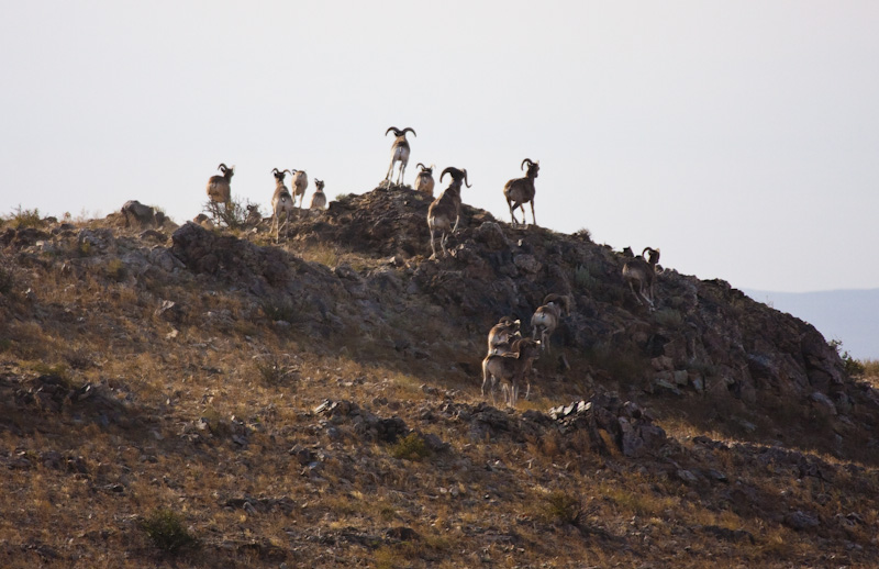 Argali